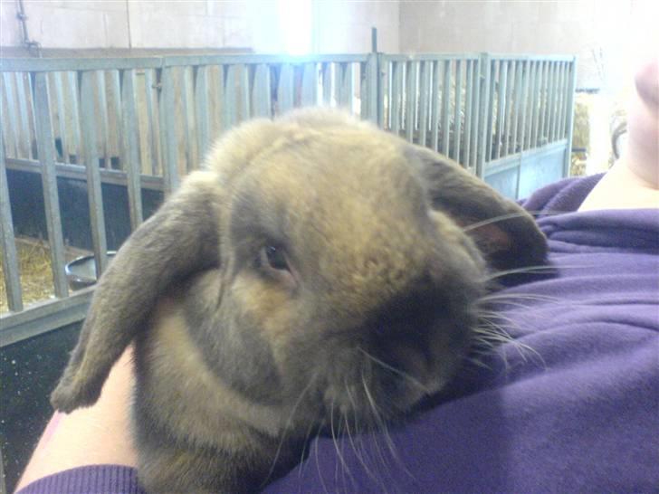 Kanin Grundet Bakkes Lilo <3 billede 5