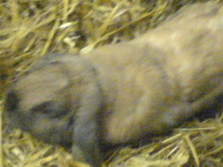 Kanin Grundet Bakkes Lilo <3 billede 6