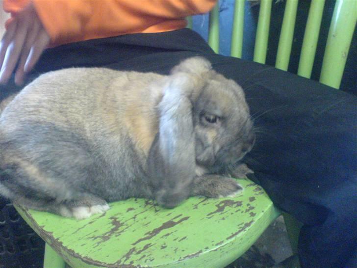 Kanin Grundet Bakkes Lilo <3 billede 7