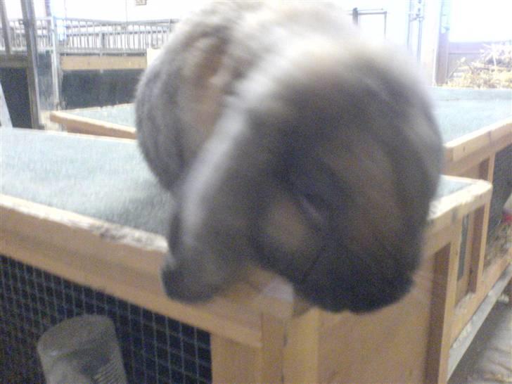 Kanin Grundet Bakkes Lilo <3 billede 8