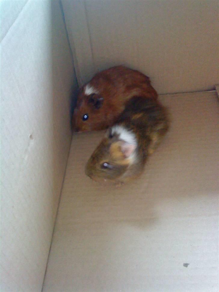 Marsvin Diego billede 9