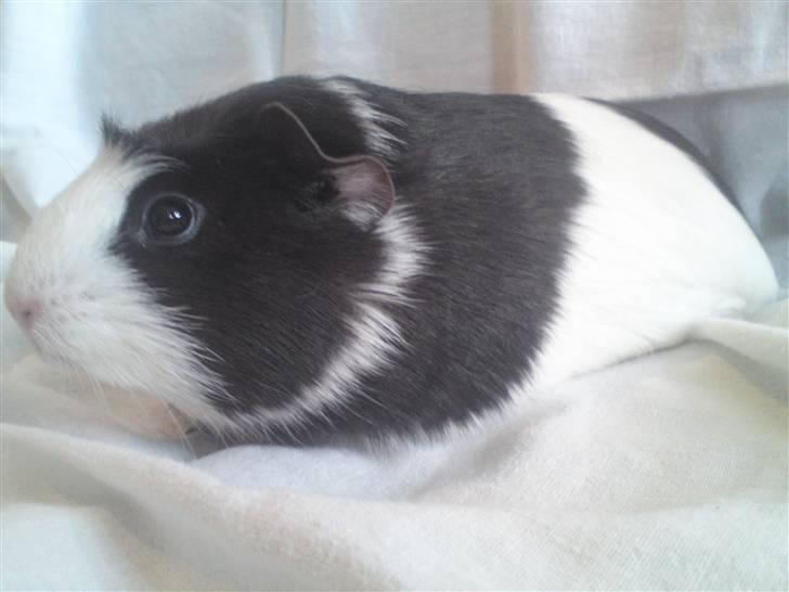 Marsvin |Daim billede 17