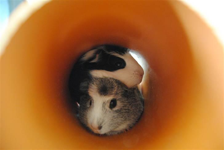 Marsvin |Daim billede 18