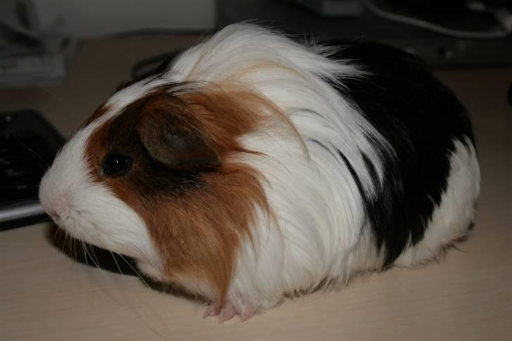 Marsvin Nemo billede 8
