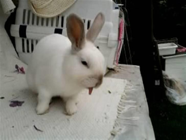 Kanin Canaada von havregryn - aaad moaar det smagte grimt XD!       Alberte H. Højberg (mig) billede 10