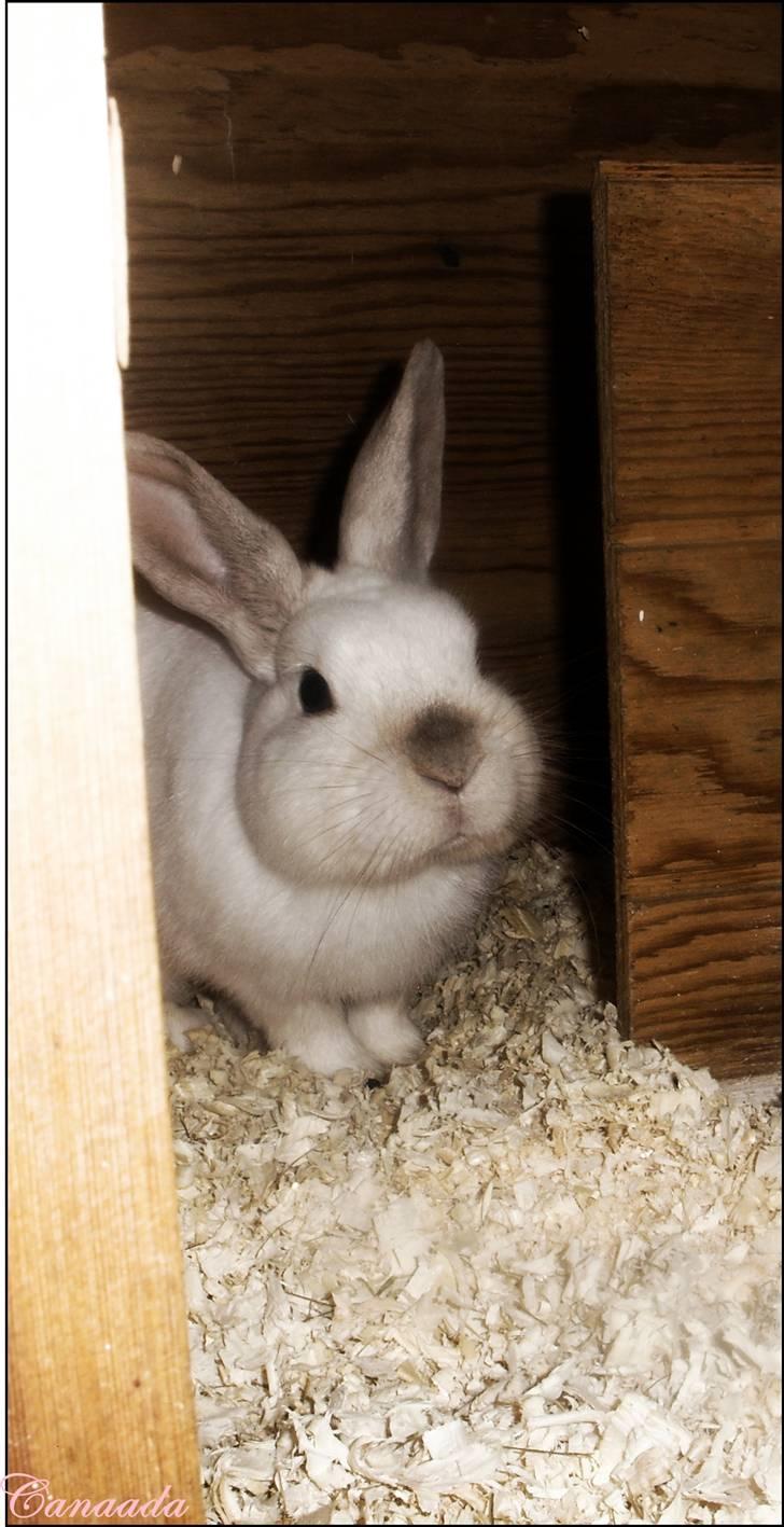 Kanin Canaada von havregryn - Alberte H. Højberg (mig)   smukke smukke dyr<3 billede 11