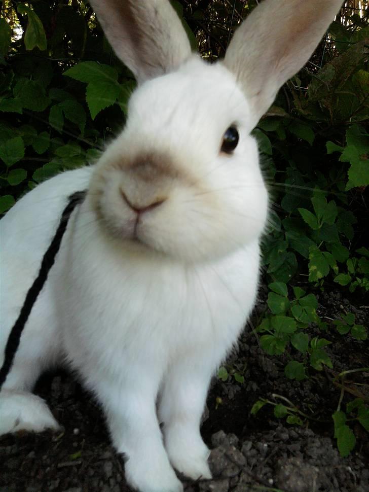 Kanin Canaada von havregryn - Alberte H. Højberg (mig) billede 12