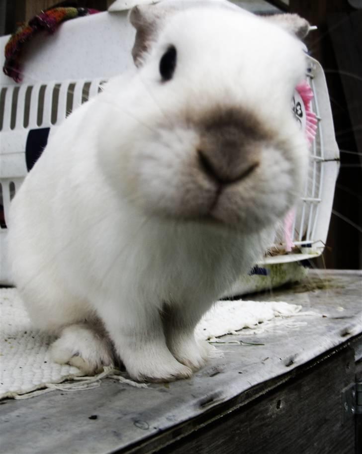 Kanin Canaada von havregryn - mums      Alberte H. Højberg (mig) billede 13