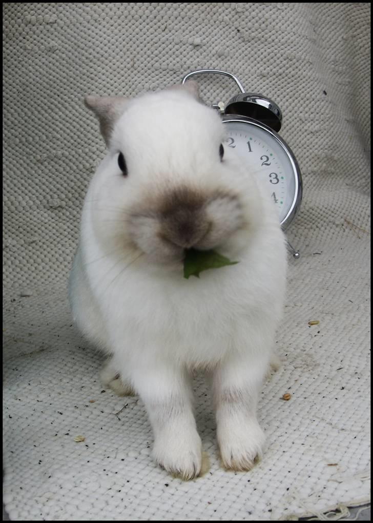 Kanin Canaada von havregryn - Alberte H. Højberg (mig) billede 14