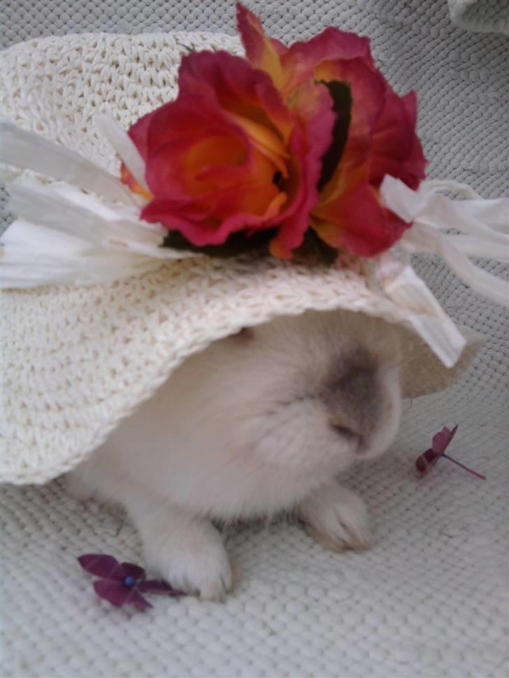 Kanin Canaada von havregryn - Alberte H. Højberg (mig)    hov hov canaada det er vist mormor´s hat billede 15