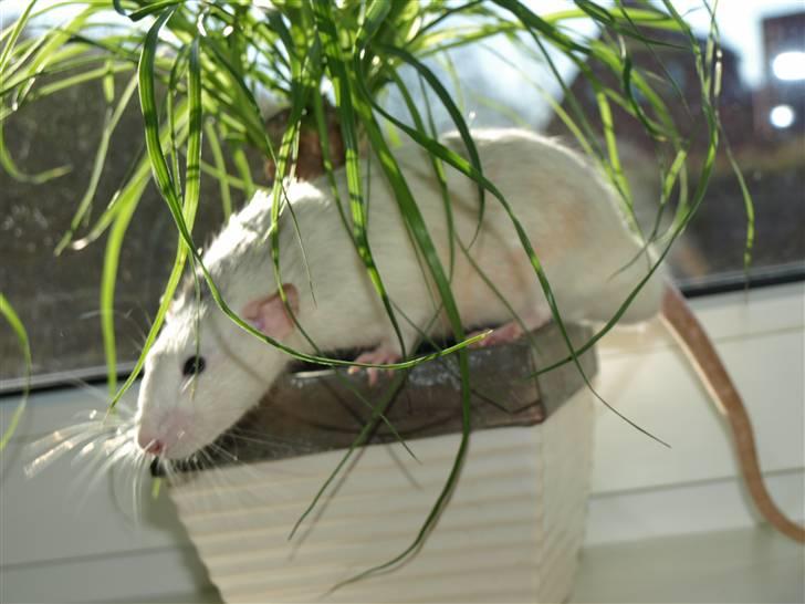 Tamrotte Gemini of Pilegaard *RIP* - D. 6/3-11 billede 4