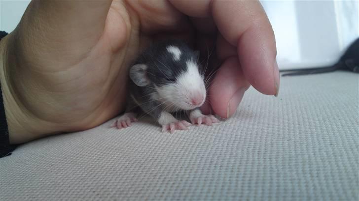 Tamrotte Gemini of Pilegaard *RIP* - 2 uger billede 15