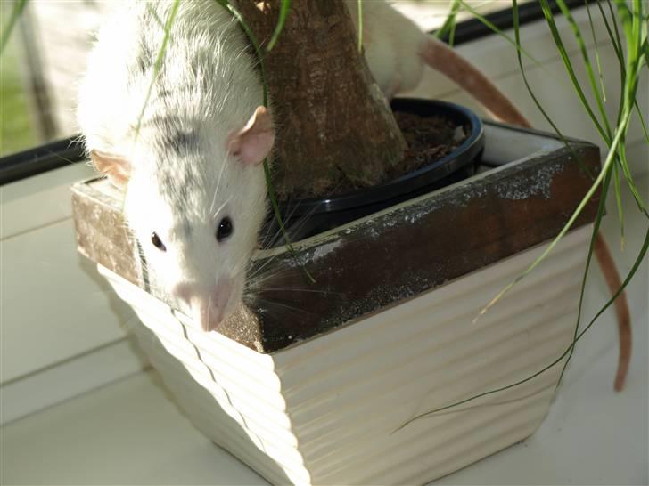 Tamrotte Gemini of Pilegaard *RIP* - D. 6/3-11 billede 5