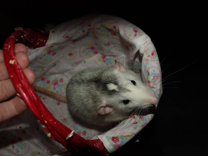 Tamrotte Gemini of Pilegaard *RIP* - 10. januar 2011 billede 11