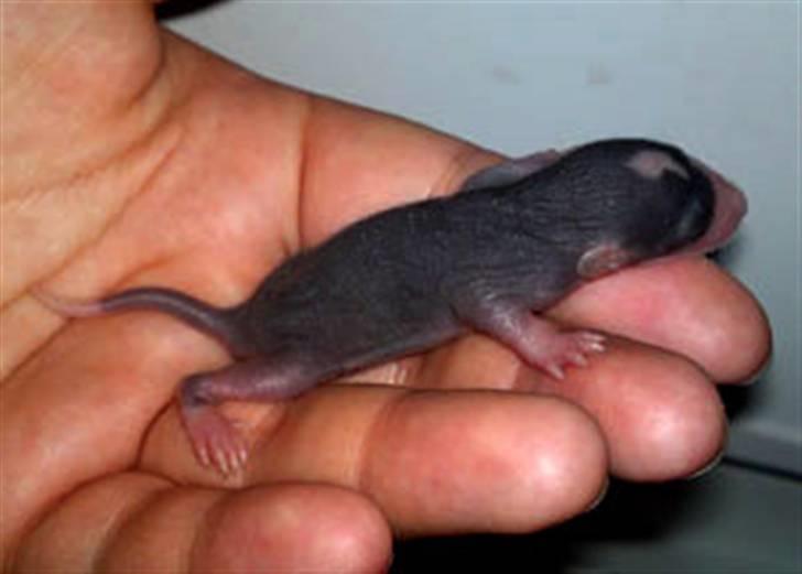 Tamrotte Gemini of Pilegaard *RIP* - 6 dage billede 16