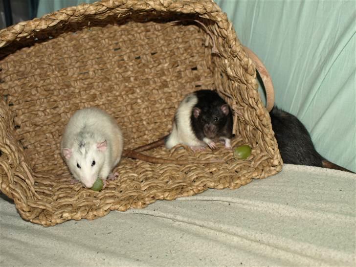 Tamrotte Gemini of Pilegaard *RIP* - D. 17. april 2011 billede 9