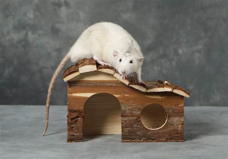 Tamrotte Gemini of Pilegaard *RIP* - Taget af Tosa Foto i forbindelse med Danmarks Sødeste Kæledyr var i Petworld Fredericia billede 3