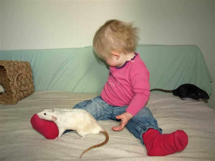 Tamrotte Gemini of Pilegaard *RIP* - D. 17. april 2011 billede 6