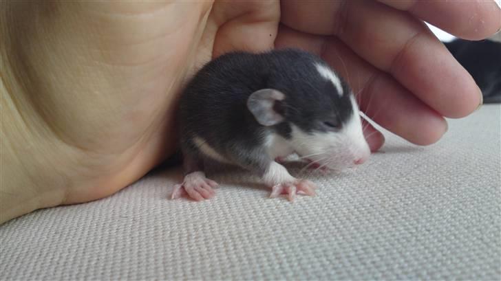 Tamrotte Gemini of Pilegaard *RIP* - 2 uger billede 17