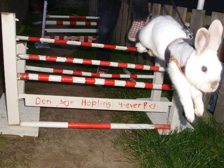 Kanin Canaada von havregryn - Alberte H. Højberg (mig)    spring/ ja jeg sagde jo han kunne men det her, er jo kun det halve af hvad han kan billede 16