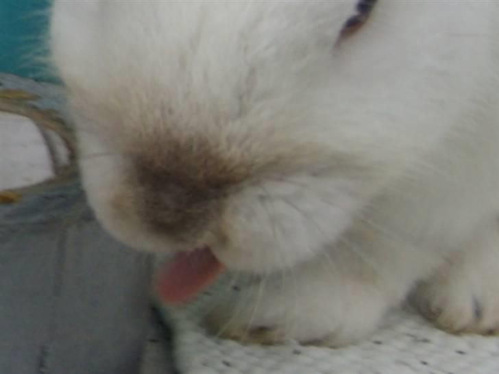 Kanin Canaada von havregryn - Alberte H. Højberg (mig)    uuuuuhh elsker han lille slupre niner´ tunge<3! billede 17