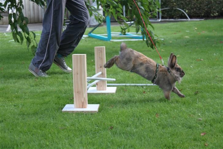 Kanin Nuggi billede 9