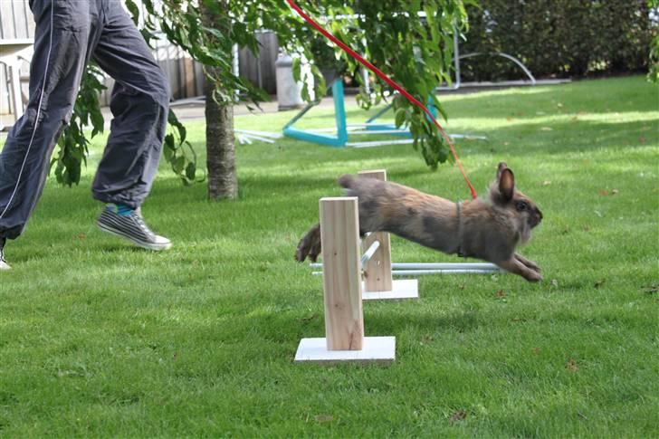 Kanin Nuggi billede 10