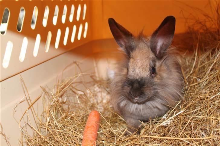 Kanin Nuggi billede 11