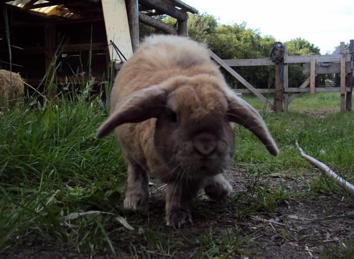 Kanin Viktor - 19# Viktor gir den gas når han er løs i haven ;) <3  billede 19