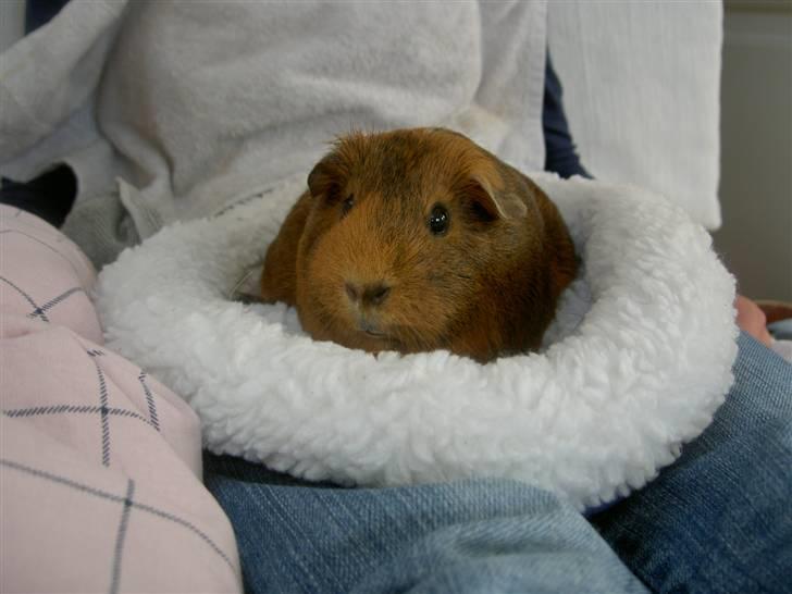 Marsvin Solsidens Lovely Lulu<3 billede 9