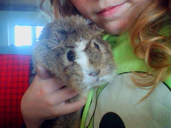 Marsvin Prins Pjuske billede 1