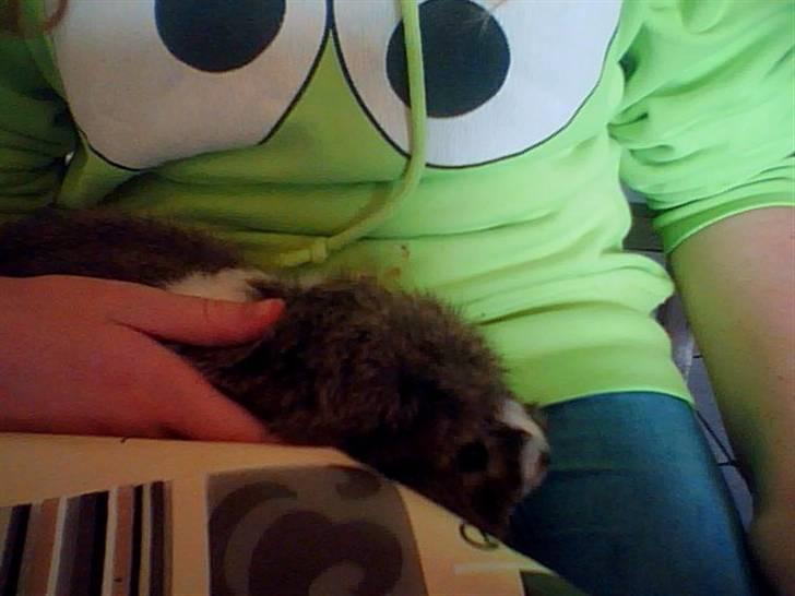 Marsvin Prins Pjuske billede 2