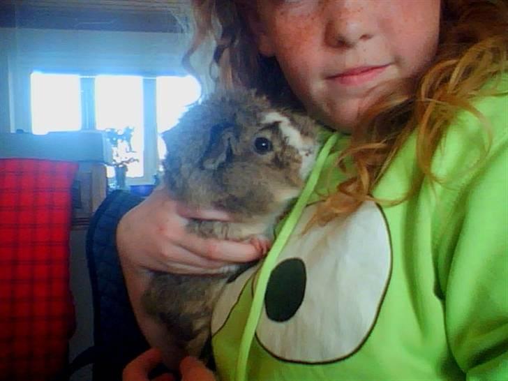 Marsvin Prins Pjuske billede 3