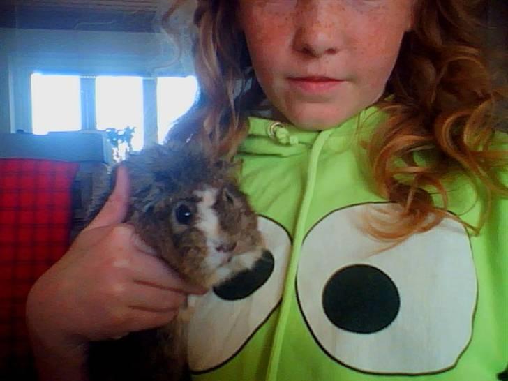 Marsvin Prins Pjuske billede 6