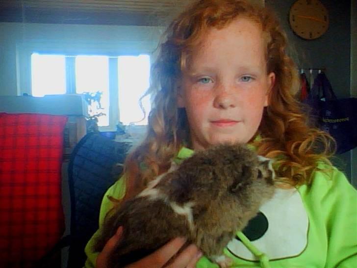 Marsvin Prins Pjuske billede 7