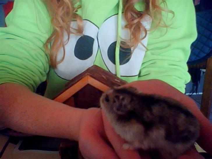 Dværghamster Søren billede 1