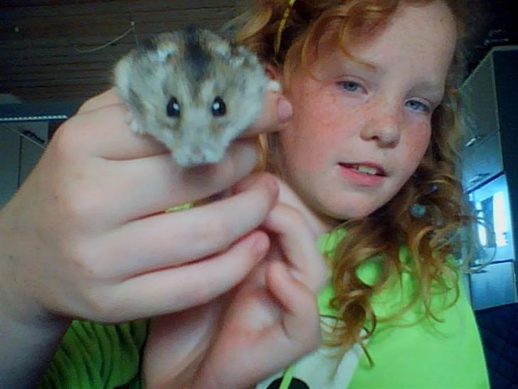 Dværghamster Søren billede 2