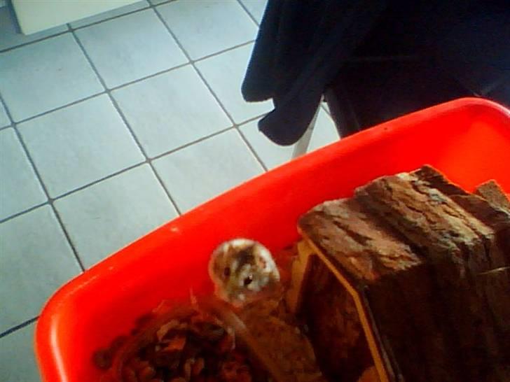 Dværghamster Søren billede 3