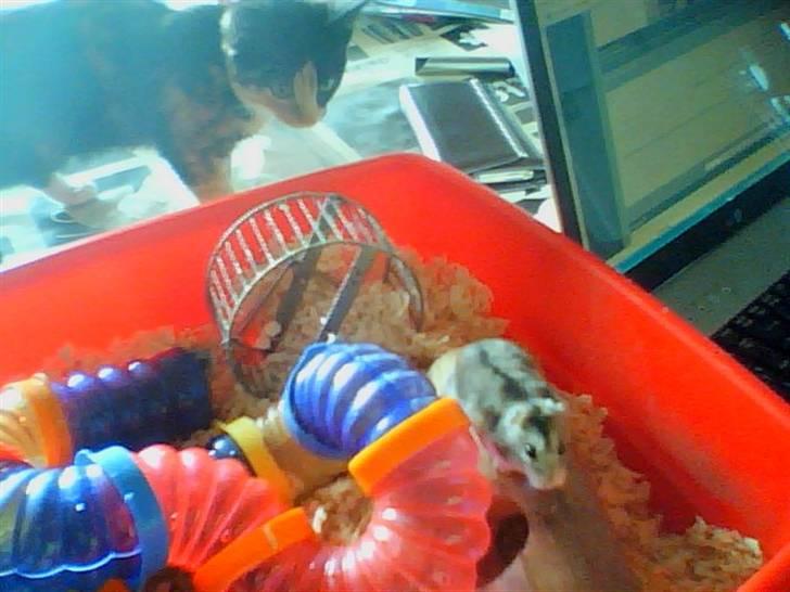 Dværghamster Søren billede 4