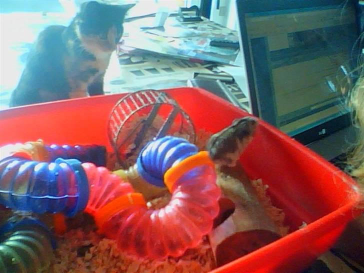 Dværghamster Søren billede 5