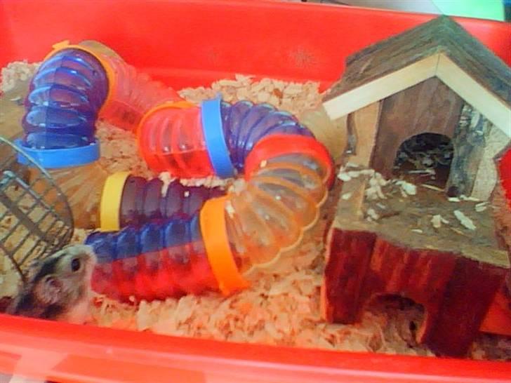 Dværghamster Søren billede 6