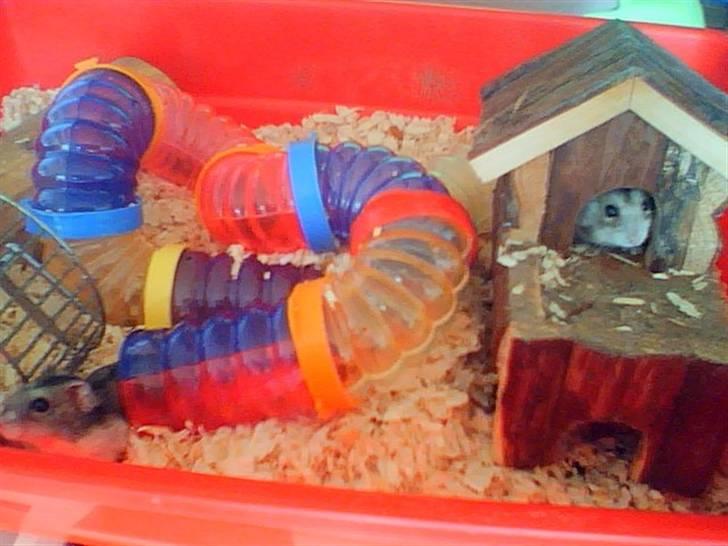 Dværghamster Søren billede 7