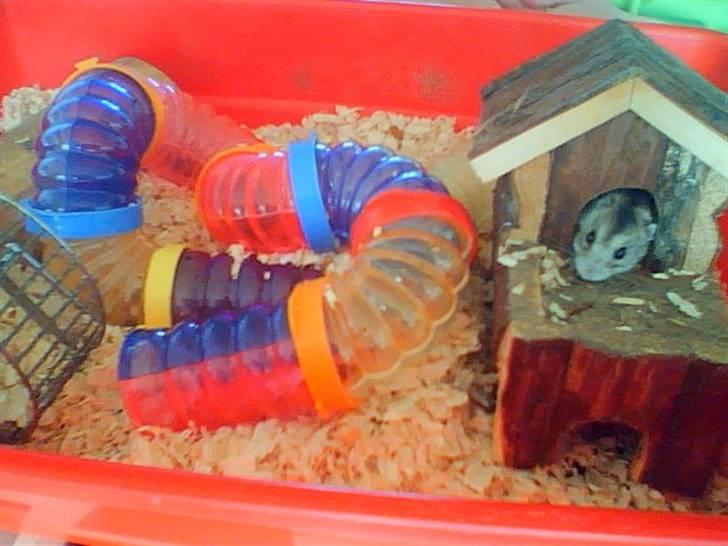 Dværghamster Søren billede 8