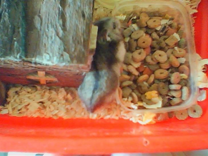 Dværghamster Søren billede 9