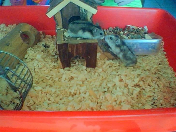 Dværghamster Kirsten billede 1