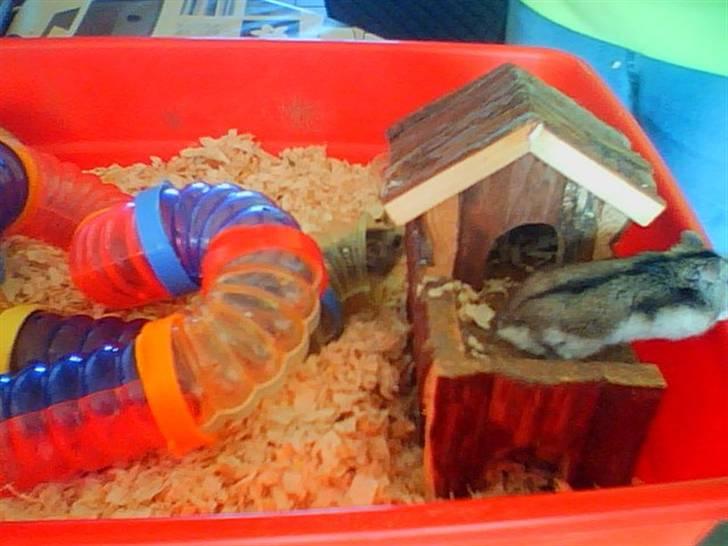 Dværghamster Kirsten billede 2