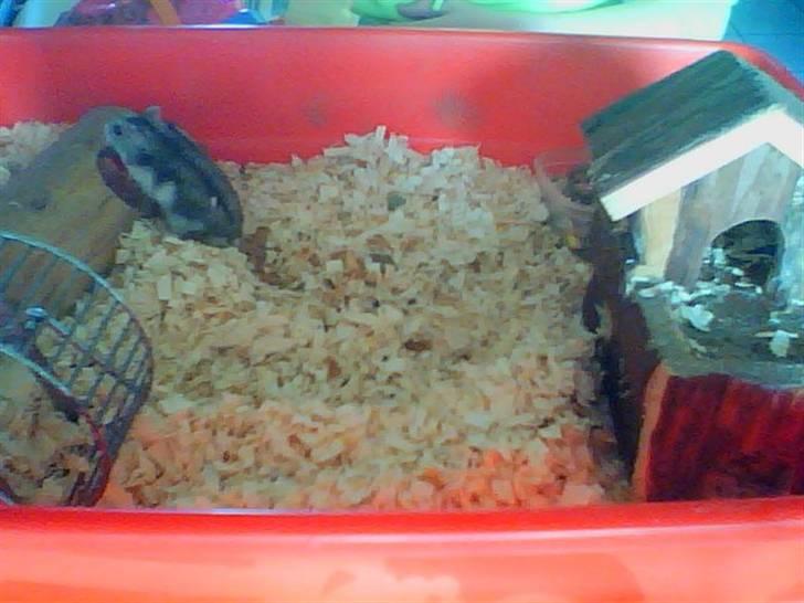 Dværghamster Kirsten billede 3