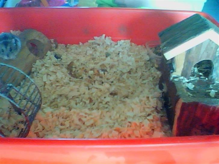 Dværghamster Kirsten billede 4