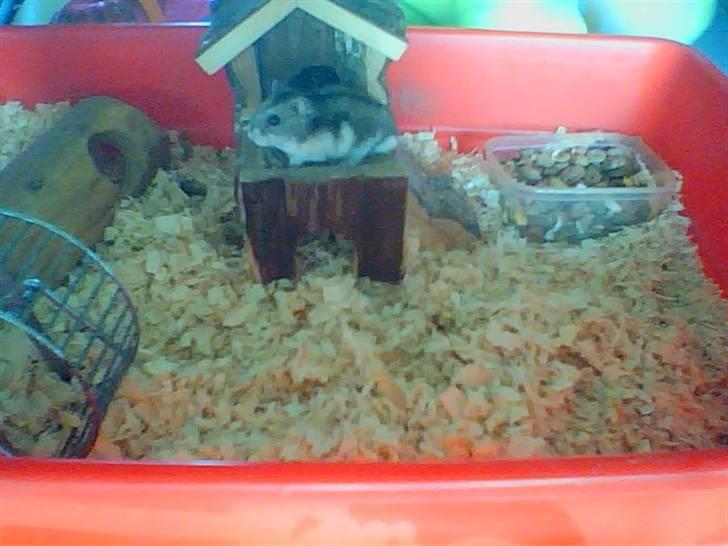 Dværghamster Kirsten billede 5