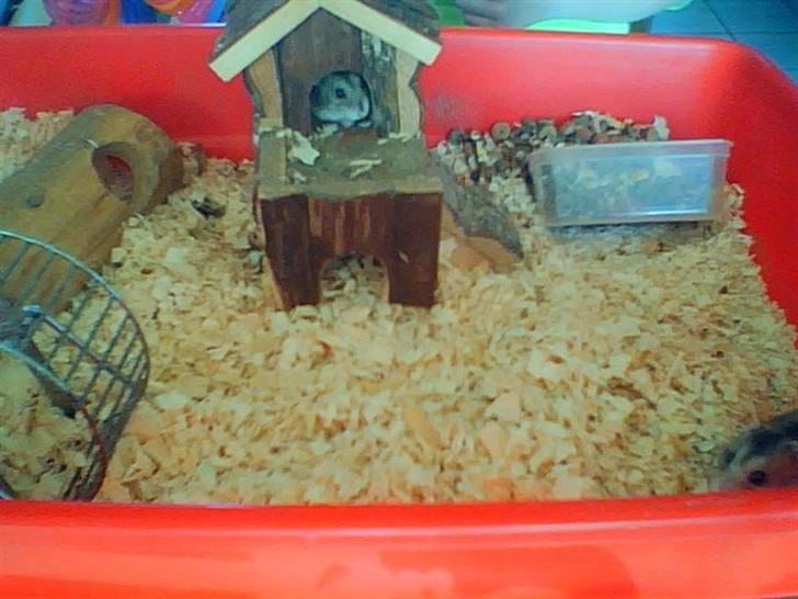 Dværghamster Kirsten billede 6